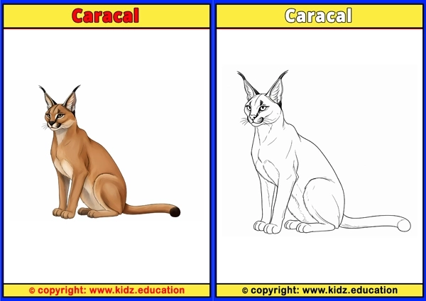 Caracal - Printable Coloring Page for Kids