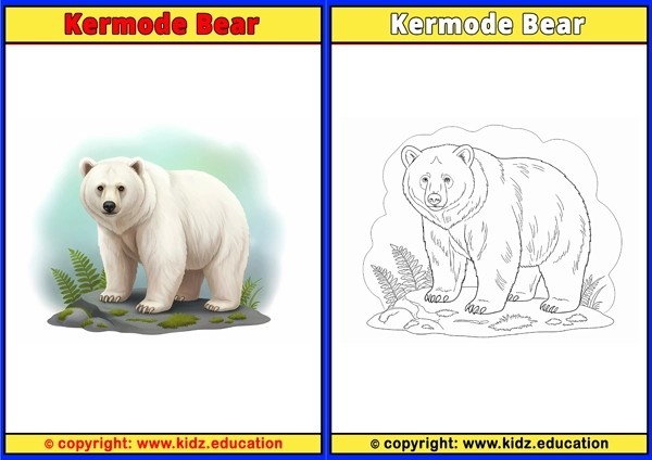 Kermode Bear - Printable Coloring Page for Kids