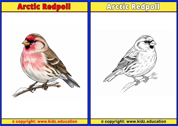 Arctic Redpoll - Printable Coloring Page for Kids
