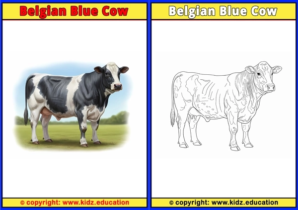 Belgian Blue Cow - Printable Coloring Page for Kids