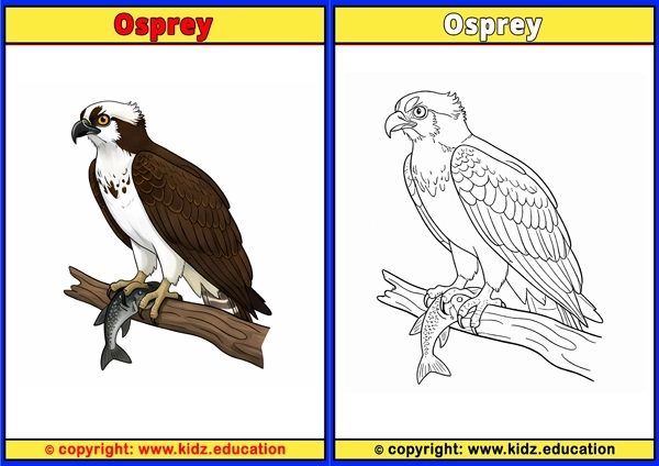 Ostrich - Printable Coloring Page for Kids