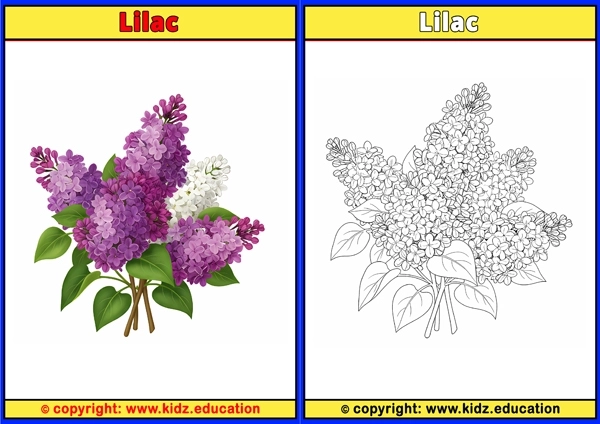 Lilac - Printable Coloring Page for Kids