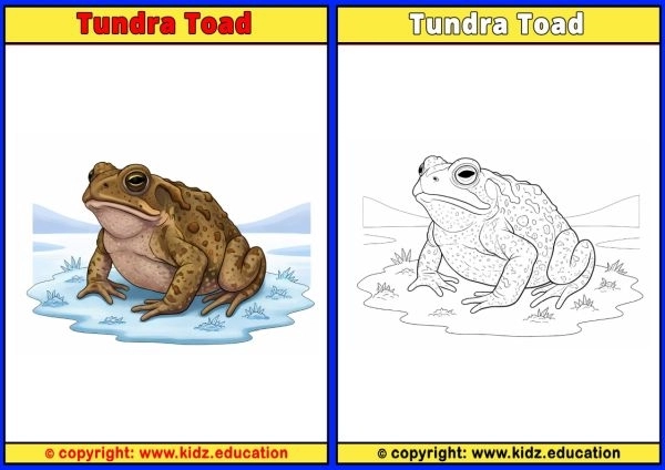 Tundra Toad - Printable Coloring Page for Kids