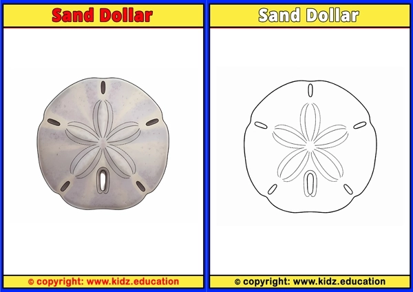 Sand Dollar - Printable Coloring Page for Kids