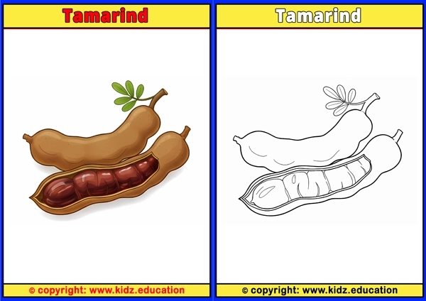 Tamarind - Printable Coloring Page for Kids