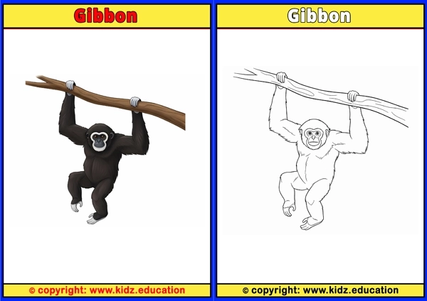 Gibbon - Printable Coloring Page for Kids