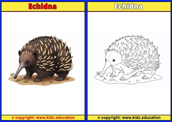 Echidna - Printable Coloring Page for Kids