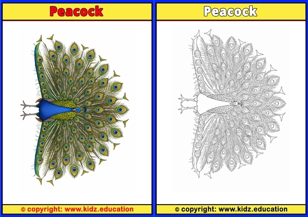 Peafowl - Printable Coloring Page for Kids