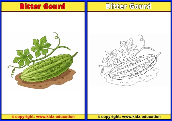 Bitter Gourd - Printable Coloring Page for Kids