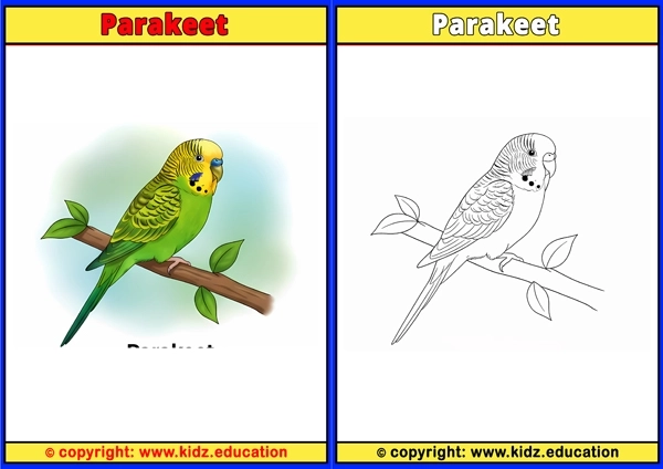 Parasitic Jaeger - Printable Coloring Page for Kids