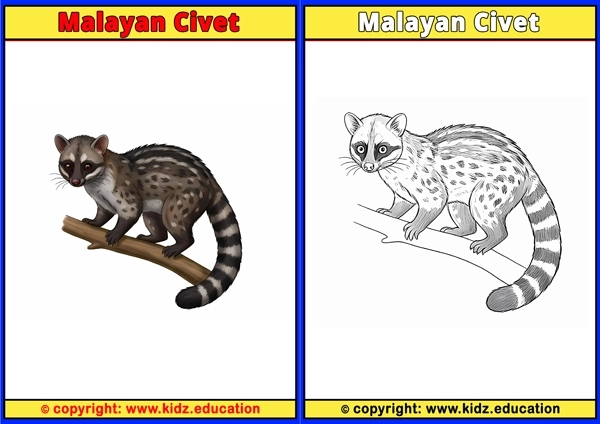 Malayan Civet - Printable Coloring Page for Kids