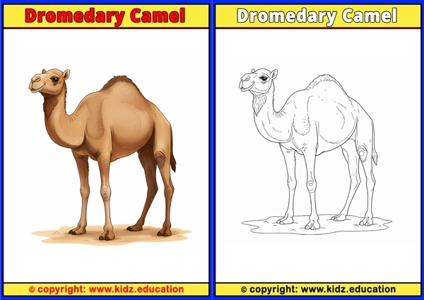 Dromedary Camel - Printable Coloring Page for Kids