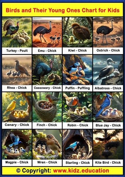 Birds and Their Young Ones Chart - 3 | Printable Educational Chart for Kids