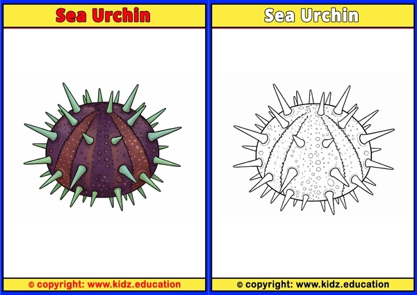 Sea Urchin - Printable Coloring Page for Kids