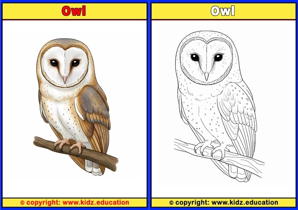 Paradise Bird - Printable Coloring Page for Kids