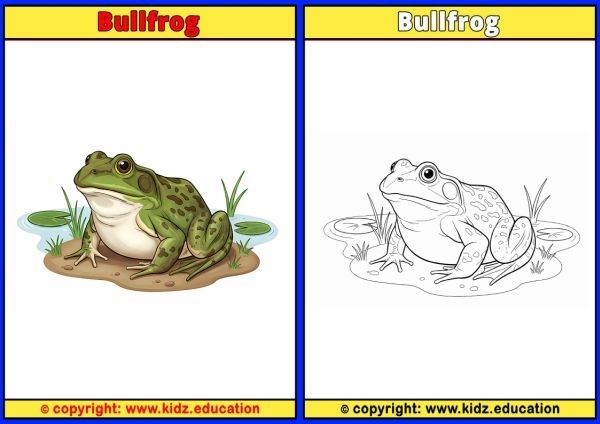 Bullfrog - Printable Coloring Page for Kids