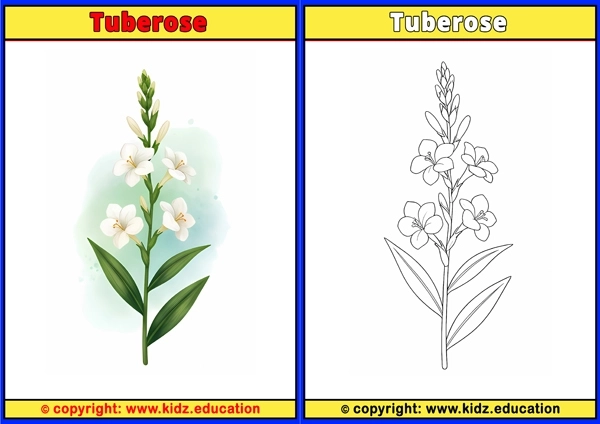 Tuberose - Printable Coloring Page for Kids