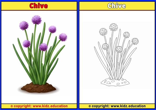 Chive - Printable Coloring Page for Kids