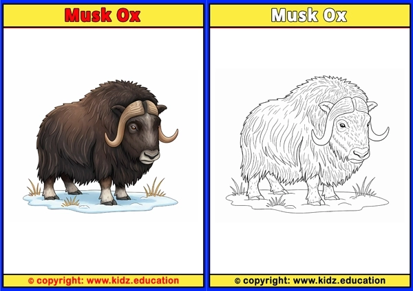 Musk Ox - Printable Coloring Page for Kids