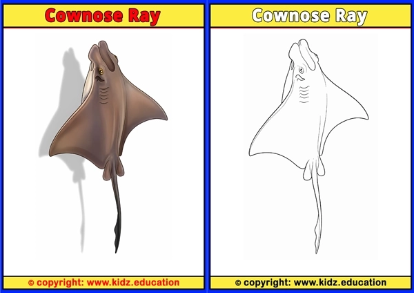 Cownose Ray - Printable Coloring Page for Kids