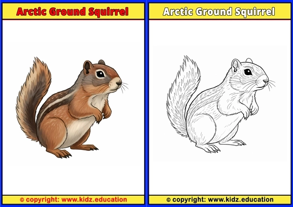 Arctic Ground Squirrel - Printable Coloring Page for Kids