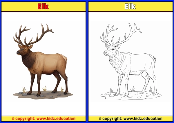 Elk - Printable Coloring Page for Kids