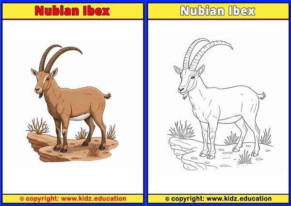 Nubian Ibex - Printable Coloring Page for Kids