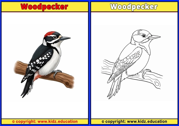 Wren - Printable Coloring Page for Kids