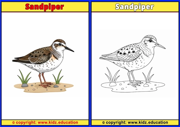 Scarlet Macaw - Printable Coloring Page for Kids