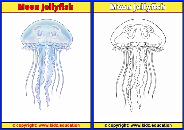 Moon Jellyfish - Printable Coloring Page for Kids