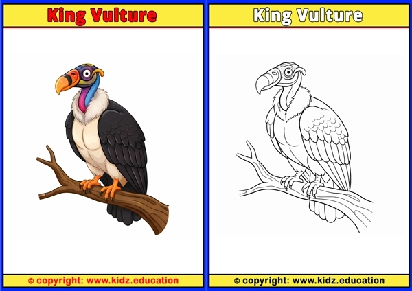 Kingfisher - Printable Coloring Page for Kids