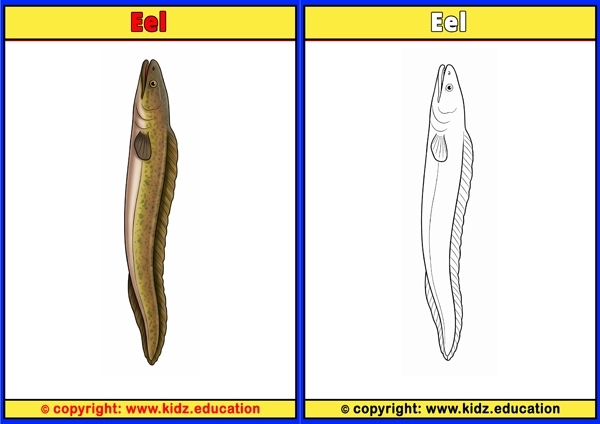 Eel - Printable Coloring Page for Kids