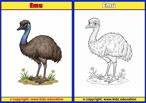 Emu - Printable Coloring Page for Kids