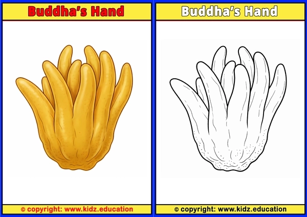 Buddha's Hand - Printable Coloring Page for Kids