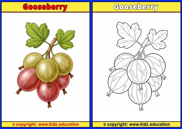 Gooseberry - Printable Coloring Page for Kids
