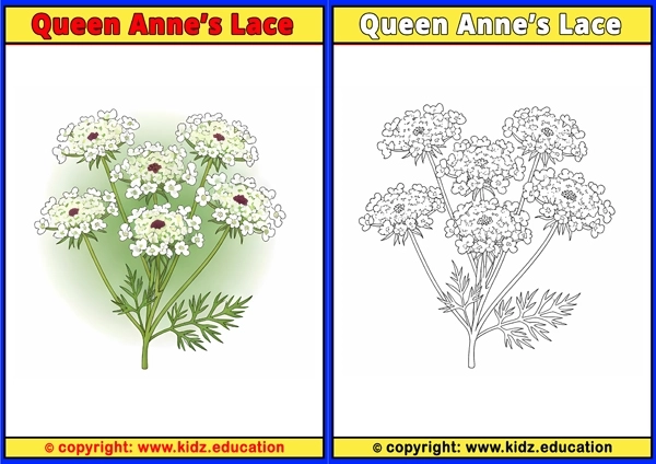 Queen Anne?s Lace - Printable Coloring Page for Kids