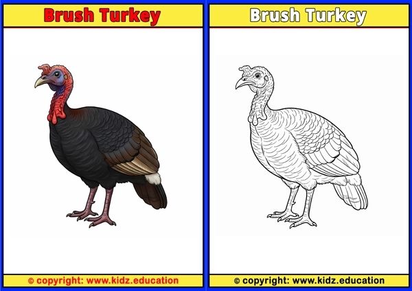 Brush Turkey - Printable Coloring Page for Kids