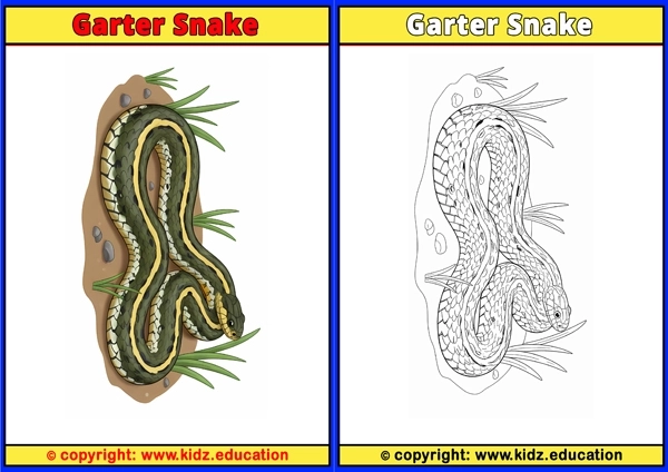 Garter Snake - Printable Coloring Page for Kids