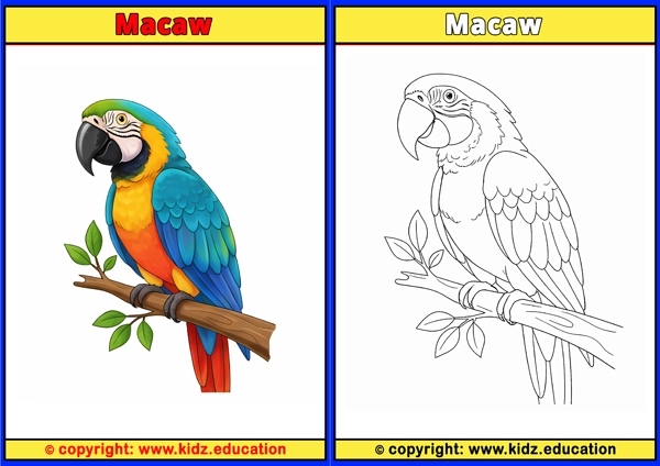 Magpie - Printable Coloring Page for Kids