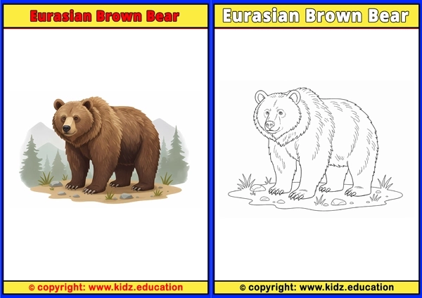 Eurasian Brown Bear - Printable Coloring Page for Kids
