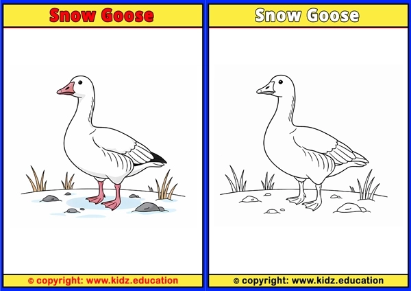 Snowy Owl - Printable Coloring Page for Kids