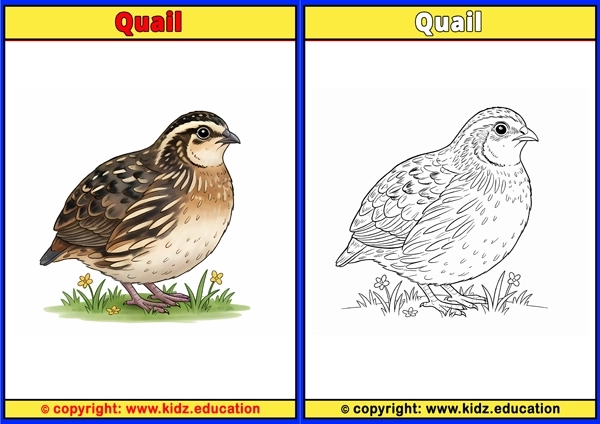 Quetzal - Printable Coloring Page for Kids