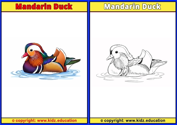 Marabou Stork - Printable Coloring Page for Kids