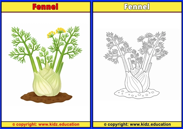 Fennel - Printable Coloring Page for Kids