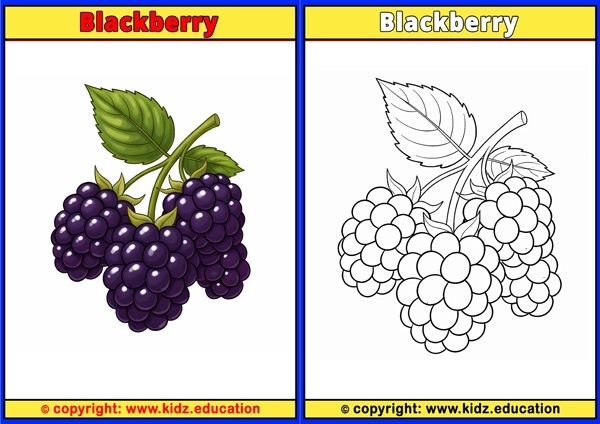 Blackberry - Printable Coloring Page for Kids