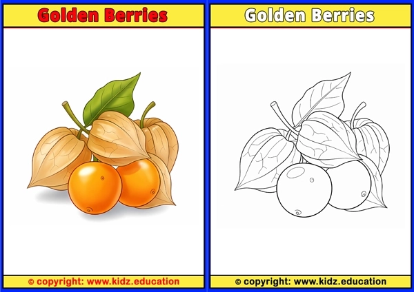 Golden Berries - Printable Coloring Page for Kids