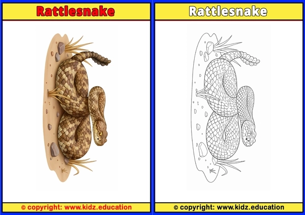 Rattlesnake - Printable Coloring Page for Kids