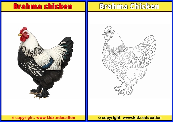 Brahma Chicken - Printable Coloring Page for Kids