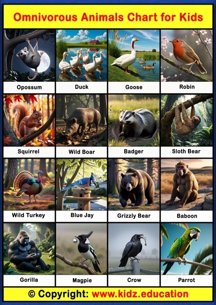 Omnivorous Animals Chart - 2 | Printable Educational Chart for Kids