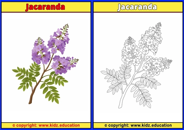Jacaranda - Printable Coloring Page for Kids